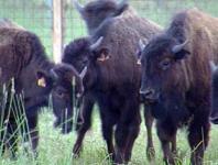 Les bisons yakoutes  pourraient déménager à Yamal