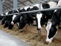 L’oblast de Tioumen investira 450 millions de roubles dans l’achat du troupeau de vaches laitières en Europe