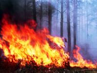 La compagnie "Itera" a brûlé dans la forêt