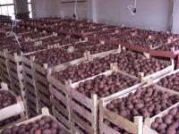 Le Kraï de Perm a attiré la Turquie par ses récoltes de pommes de terre