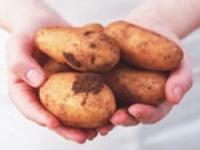 Les autorités du Kraï de Perm dépenseront 585 millions de rouble pour la production des pommes de terre