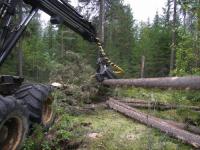 Les Scandinaves aideront l’Oblast de Sverdlovsk en économie forestière