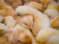Les poussins ouraliens partiront dans les usines avicoles chinoises