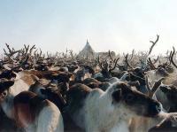 La viande des rennes de Yamal gagne le marché européen