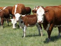 Le gouvernement russe aidera les régions à développer l’élevage des bovins