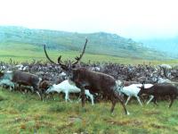 La famine menace le troupeau de rennes de Yamal