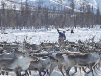 La viande de renne de Yamal sera conforme aux normes européennes