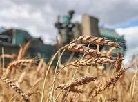 Les agriculteurs de la région de Kourgan acceptent les prix des céréales établis par l’Etat