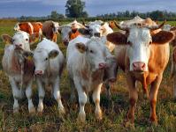 Les achats de l’Etat vont sauver les fermes laitières
