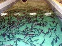 "Usine d’élevage des poissons de Yougra"  remplira les fleuves de Sibérie de mouksoune et d’esturgeon