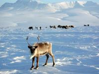 La viande des rennes de Yamal sous la sauce européenne