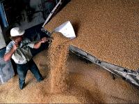 Elévateurs ouralien débordent de blé invendable